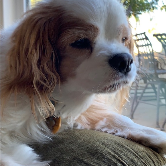 Meet your Posher, Elle - Picture 1 of 1